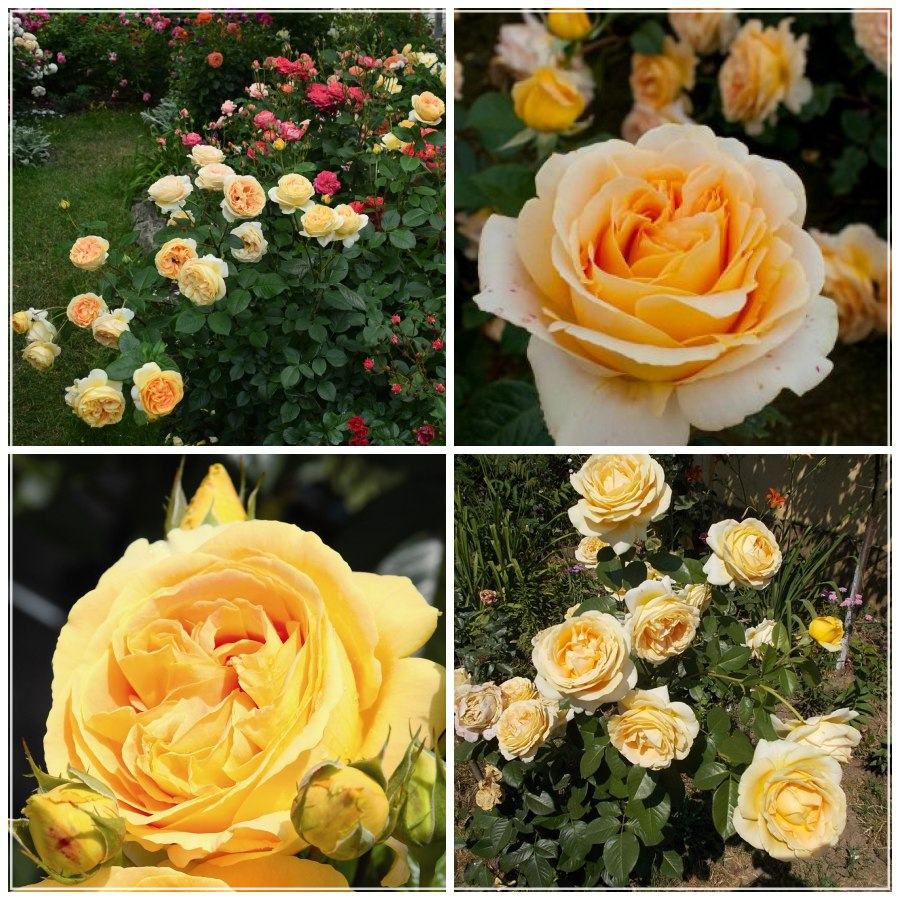 Candlelight róża wielkokwiatowa